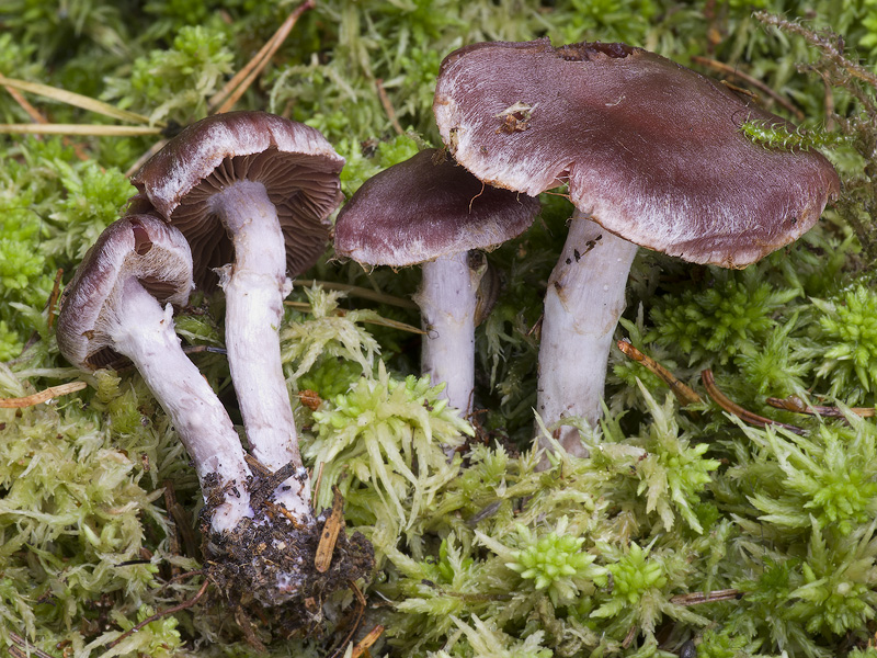 Cortinarius evernius